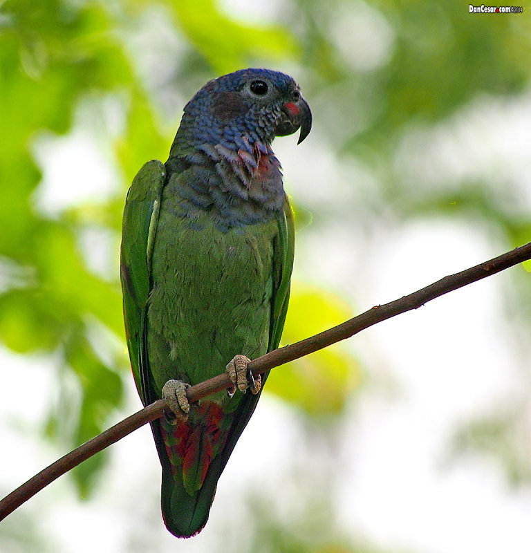 The Blue-headed Parrot