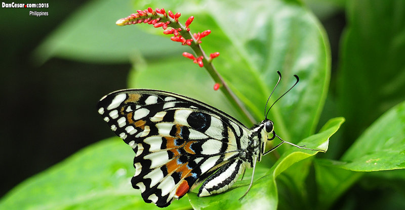 Jumalon Butterfly Sanctuary