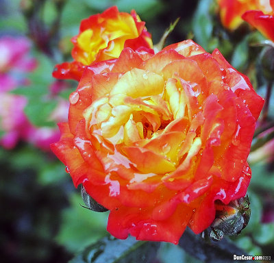 Miniature Rose with Rain Drops