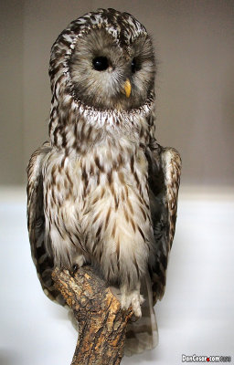 Ural Owl