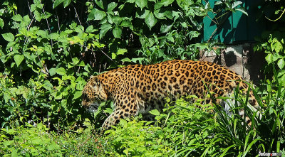 Chinese Leopard (Panthera pardus japonensis)