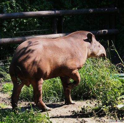 South American Lowland Tapir (Tapirus terrestris)