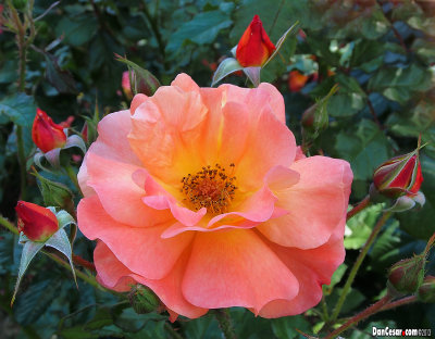 Rose in Bundek Park