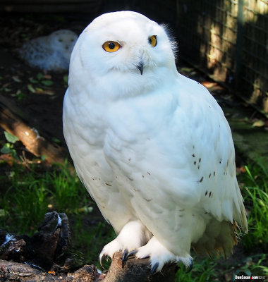 Snowy Owl (Bubo scandiacus)