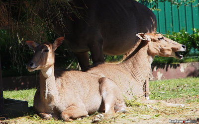 Nilgai