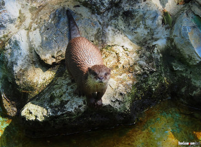 Small-Clawed Otter