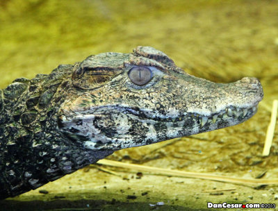 Cuvier's Dwarf Caiman (Paleosuchus palpebrosus)