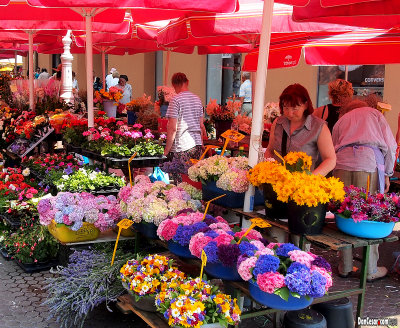 Flower in the Market
