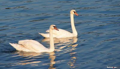 Lake Jarun