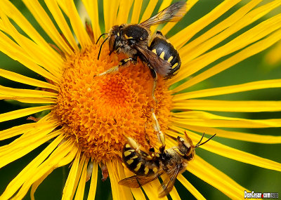 Two Bees on a Flower