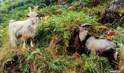 Wild Goats of Dunmore