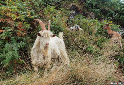 Wild Goats of Dunmore