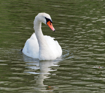 Swan in the John's River