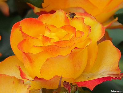 National Botanical Garden of Ireland