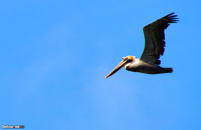 Pelican in Flight