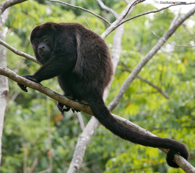 Howler Monkey next to Our House