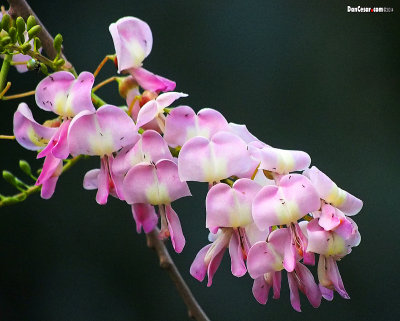 Flowers and Blossoms of Nicaragua