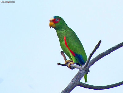 Birds Of Nicaragua