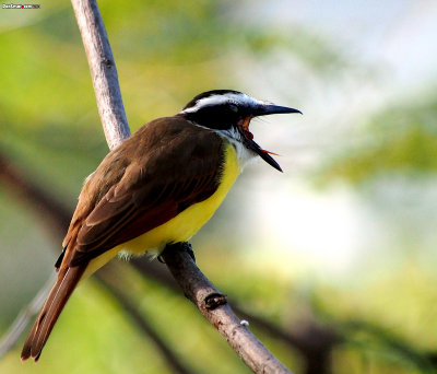 Great Kiskadee, Pitangus sulphuratus