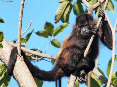 Howler Monkey