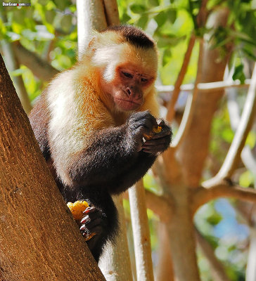 Capuchin Monkey (Cebus capucinus) 