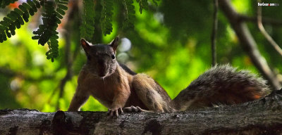 Squirrel in Omar Park