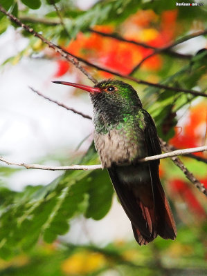 Hummingbirds In Panama