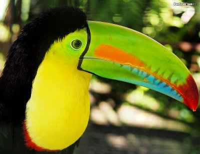 Toucan