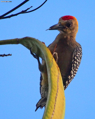 One Big Woodpecker