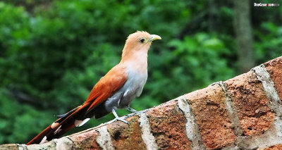 Squirrel Cuckoo, Piaya cayana