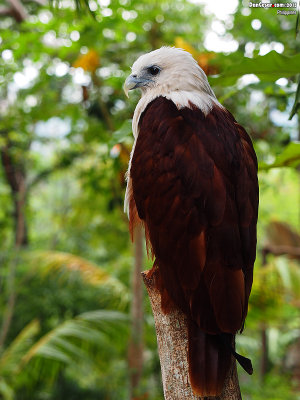 Brahminy kite
