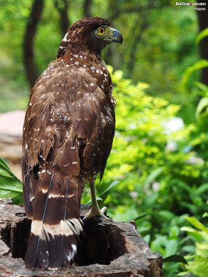 Philippine Serpent-Eagle, Spilornis holospilus