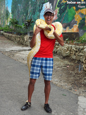 Albino Burmese Python