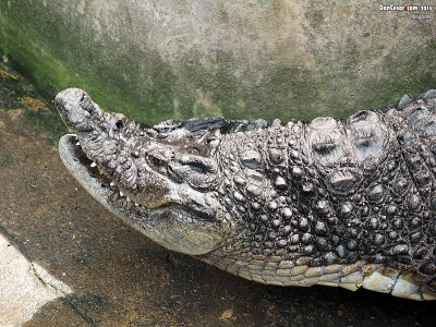 Crocodile