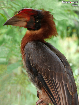 Hornbill (Hydrocorax hydrocorax L.)