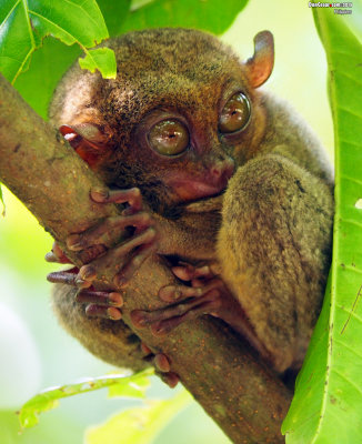 The Philippine Tarsier