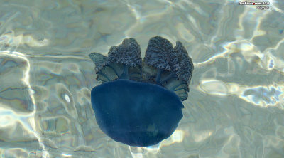 Jellyfish