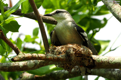Pied Triller (Lalage nigra)
