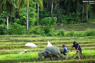 Working The Field
