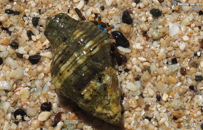 Hermit Crab