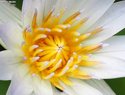 Waterlily