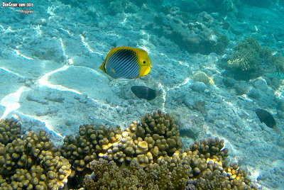 Sumilon Island