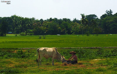Farming