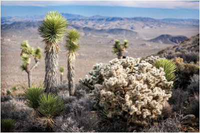 Joshua Tree National Park