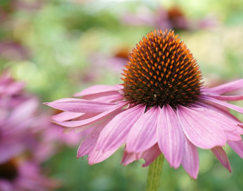 DSC05520 - Purple Coneflower