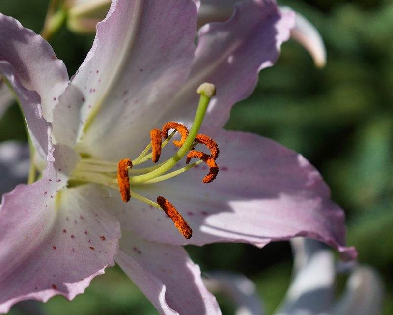 DSC05468 - Day Lily