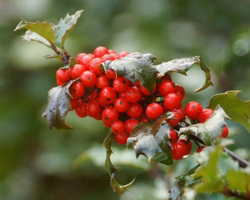 DSC06133 - Holly Berries