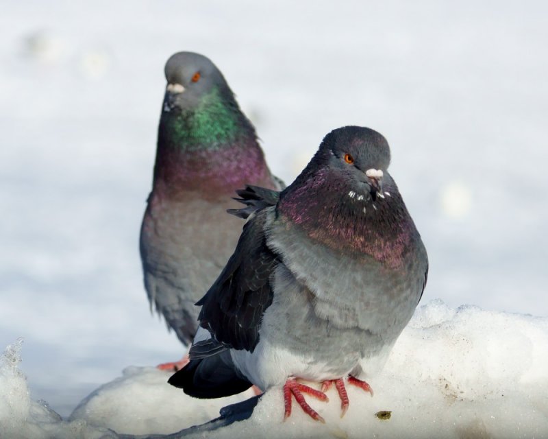 DSC08004 - Pigeons in the Snow