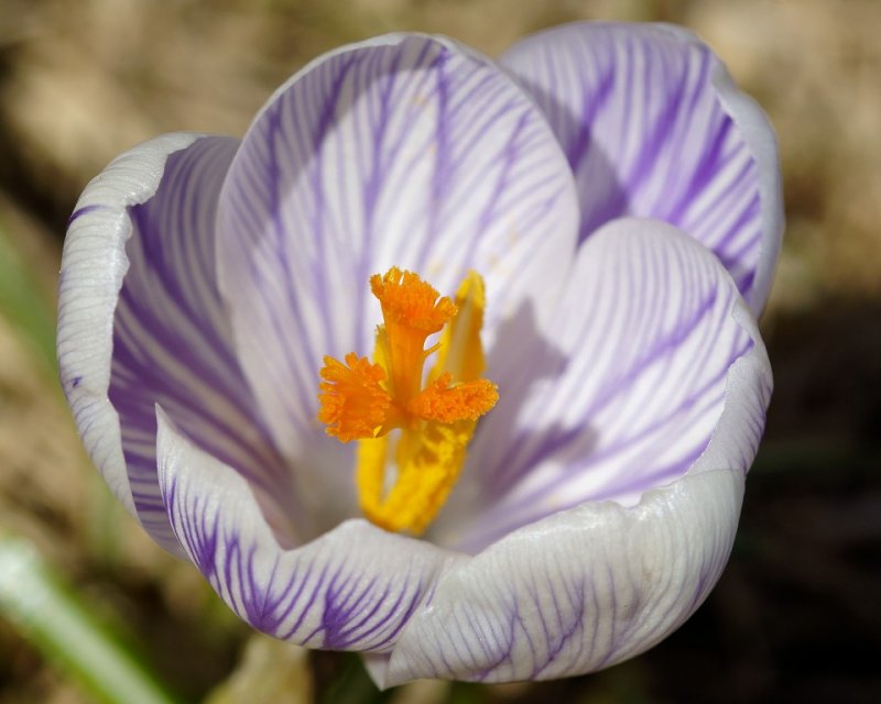 DSC08947 - First Crocus