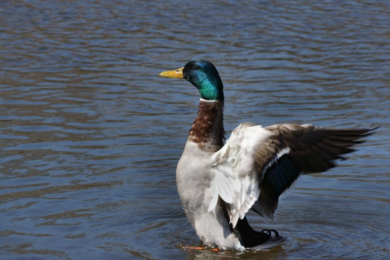 DSC09048 - Mallard Wing-Flap